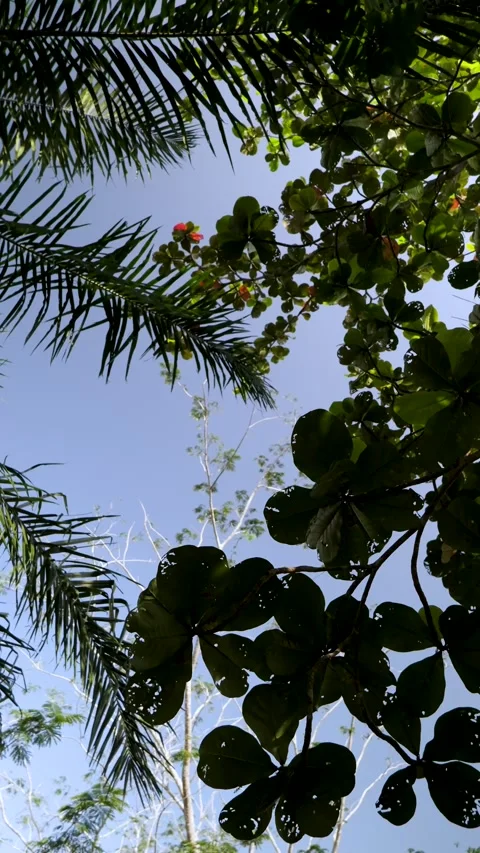 Leaves blowing gently in the wind Stock Footage 326373330