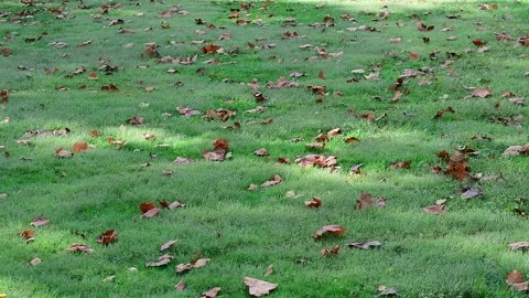Leaves blowing in the grass Stock Footage 217518423