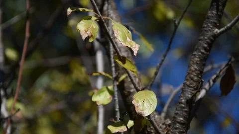 Leaves blowing in HD. 動画素材 125594803