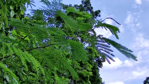 Leaves Blowing - Leaves in the wind Stock Footage 167535602
