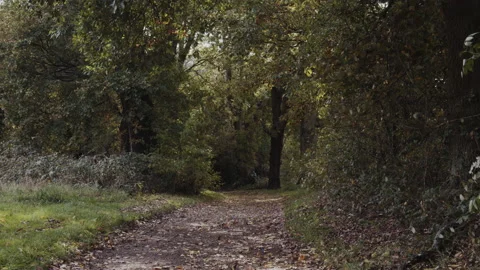 Leaves blowing on a path in the park / forest autumn Stock Footage 142277224