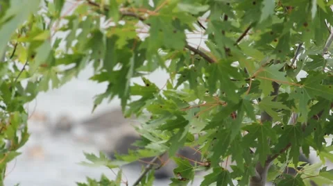 Leaves Blowing by River Stock Footage 52793550