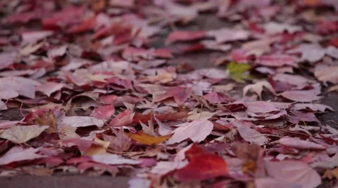 Leaves blowing on sidewalk.mp4 Video stock 42977896