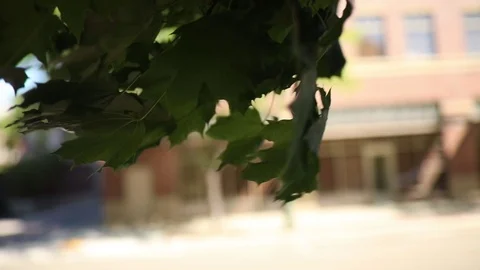 Leaves blowing in slow-motion - large gust 動画素材 113156863