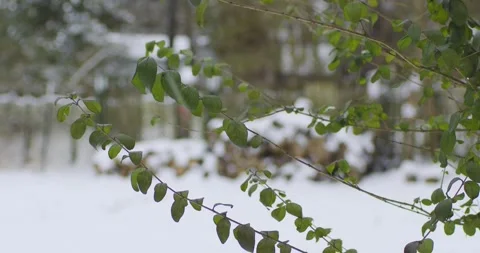 Leaves blowing in snow Stock Footage 261591259