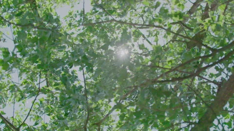 Leaves blowing with sun flare Stock Footage