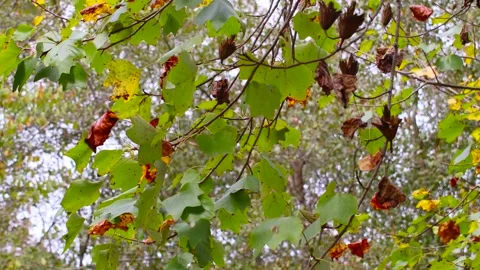 Leaves blowing on a tree in the southern Fall Stock Footage 142110467