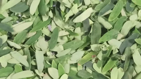 Leaves blowing in the white background Stock Footage 145299268
