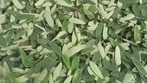 Leaves blowing in the white background Stock Footage 145299275