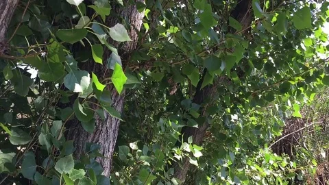 Leaves Blowing in Wind 2 Stock Footage 75593154