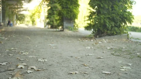 Leaves Blowing in the Wind . Autumn Stock-Footage 69946384
