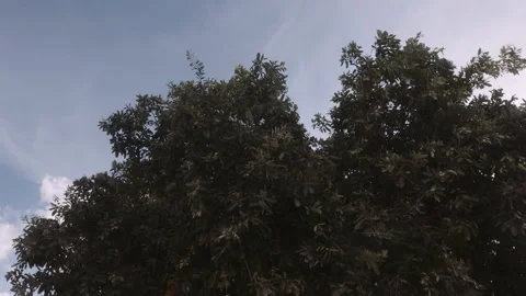 Leaves blowing in wind - blue sky Stock Footage 148209928