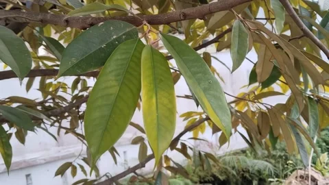 Leaves blowing in the wind during the day Stock Footage 310949215