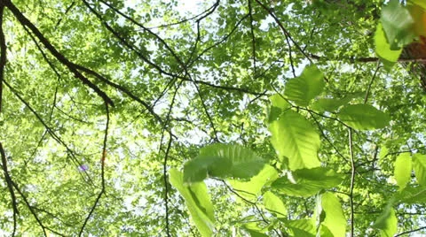 Leaves blowing in the wind eight Stock Footage 22898217