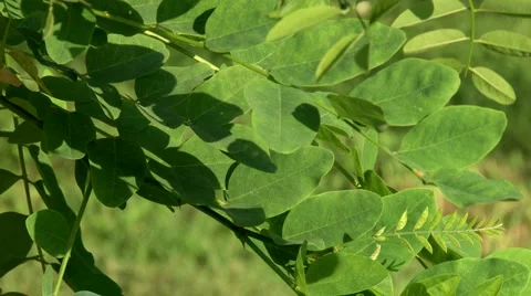 LEAVES BLOWING IN WIND | EXT, TIGHT | 1080 Stock Footage 5890699