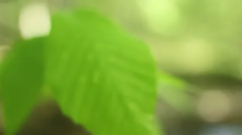 Leaves blowing in the wind five Stock Footage 22897673