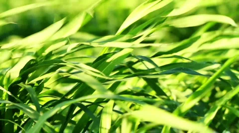 Leaves blowing in the wind Stock Footage 821381