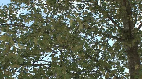 Leaves blowing in the wind Stock Footage 17455917
