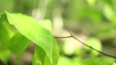 Leaves blowing in the wind Stock Footage 22897684
