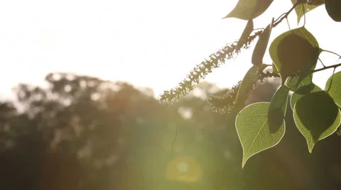Leaves Blowing In Wind Stock Footage 26849994
