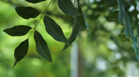 Leaves Blowing  in Wind Video stock 28676004