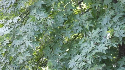 Leaves blowing in the wind Stock Footage 41295512