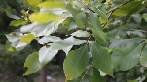 Leaves blowing in the wind Stock Footage 44444269