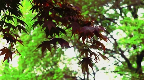 Leaves Blowing In The Wind Stock Footage
