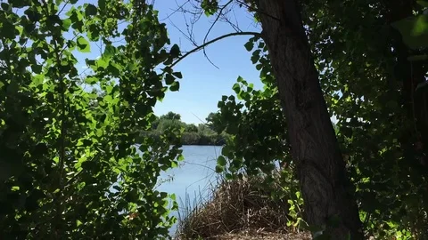 Leaves Blowing in Wind Stock Footage 75593008