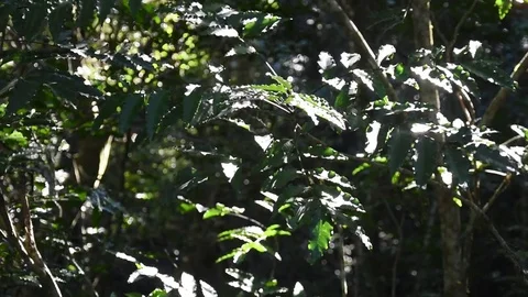 Leaves blowing in wind Stock Footage 77491807
