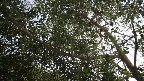 Leaves blowing in the wind Video stock 88589899