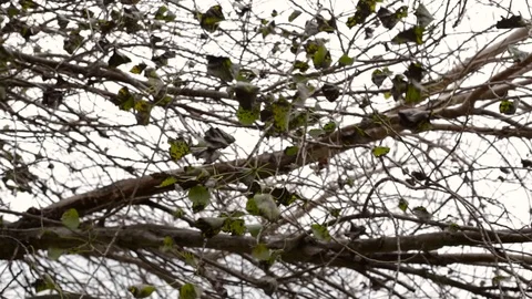 Leaves Blowing Wind Stock Footage 92154921