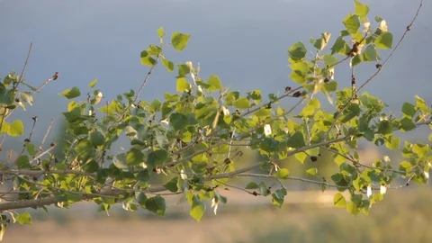 Leaves Blowing in wind Stockbeeldmateriaal 92690677
