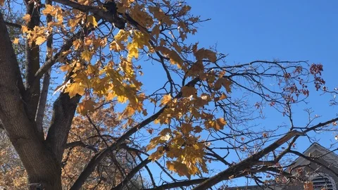 Leaves blowing in the wind Stock Footage 98324707