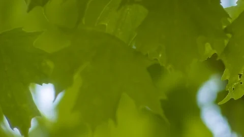 Leaves blowing in the wind Stock Footage 106796378