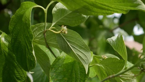 Leaves Blowing in the Wind Stock Footage 108552393