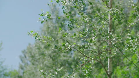 Leaves blowing in the wind Stock Footage 143784572