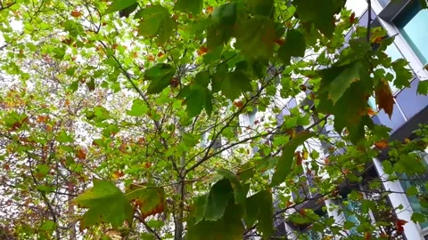 Leaves blowing in the wind Stock Footage 152062913