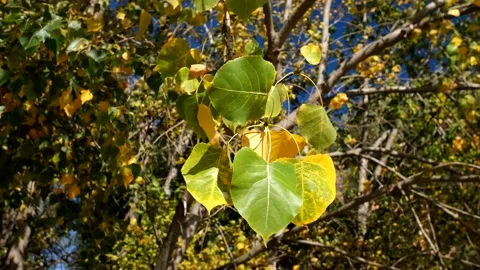 Leaves Blowing In The Wind Stock Footage 163817189