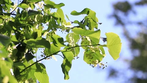 Leaves blowing in the wind Stock Footage 169438746