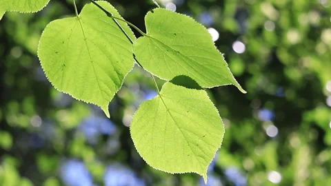 Leaves blowing in the wind Stock Footage 169439120