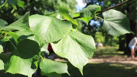 Leaves blowing in the wind Stock Footage 169439360