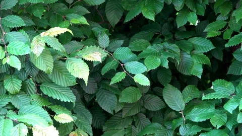 Leaves blowing in the wind Stock Footage 197593187