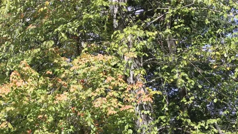 Leaves Blowing in the Wind Stock Footage 219154828
