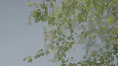 Leaves blowing in the wind Video stock 241938291