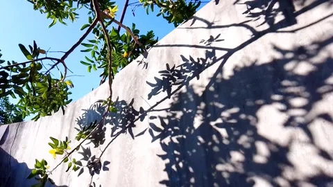 Leaves blowing in the wind Stock Footage 260532846
