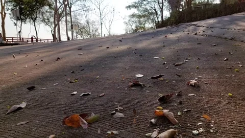 Leaves blowing in the wind Stockbeeldmateriaal 264150132