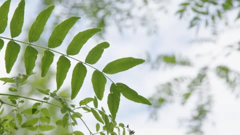Leaves Blowing In The Wind Stock Footage 277304445