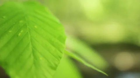 Leaves blowing in the wind four Stock Footage 22897699