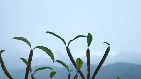 Leaves blowing in the wind in the rain Stock Footage 148471918